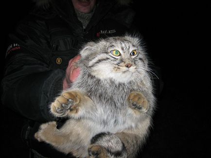 Wildcat manul (Pallas cat)