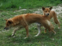 A Wild Dog Dingo