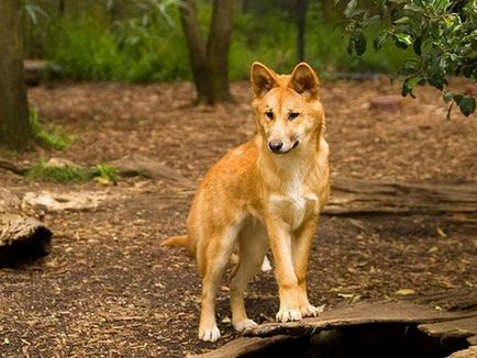 A Wild Dog Dingo