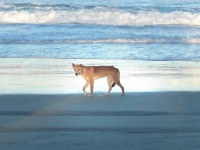 A Wild Dog Dingo