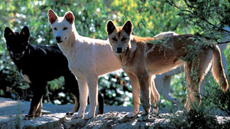 Dingo ausztrál dingó (Canis dingo) kép, területi eloszlása ​​dingoes leírás színben mérete