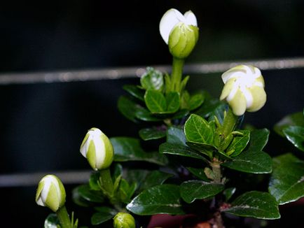 Főoldal gardénia - ellátás, fotó, transzplantáció Miért fekete gardénia, megszárítja és leesik