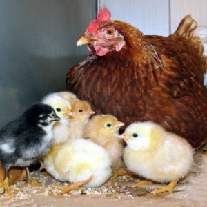 Főoldal Állatorvosi kit a broiler csirkék az első napon