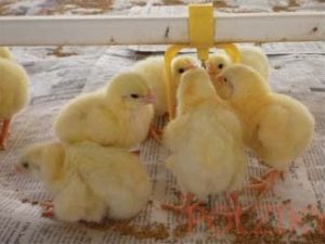 Főoldal Állatorvosi kit a broiler csirkék az első napon