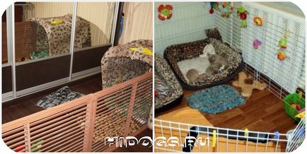 Ház Chihuahua, hogyan lehet egy madárház és egy kis házat egy kutya (fotó)