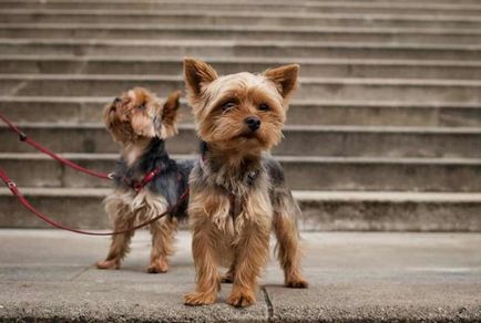 Képzése és oktatása felnőttek és a kölykök York yorkshire terrier