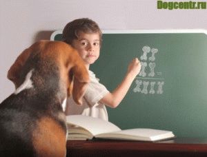 Kutya képzés minden alapvető parancsok