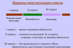 Proliferatív endometrium lépésben típusa