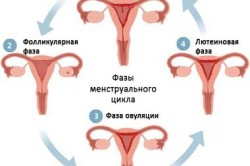 Proliferatív endometrium lépésben típusa