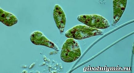 Euglena zöld