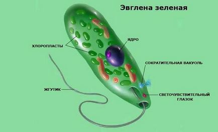 Euglena zöld