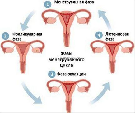 Fázis a menstruációs ciklus a nők a természetben előforduló hormon, asztal, leírása a napok