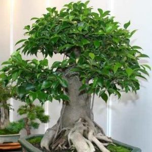 Ginseng Ficus (Ficus microcarpa ginseng) gondozás, szaporítás és transzplantáció (microcarpa) Ginseng Ficus (Ficus microcarpa ginseng) gondozás, szaporítás és az átültetést