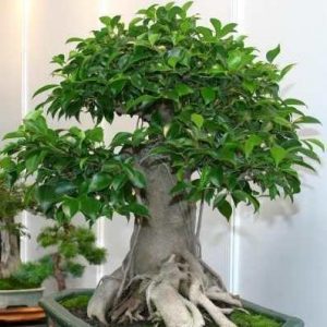 Ginseng Ficus (Ficus microcarpa ginseng) gondozás, szaporítás és az átültetést