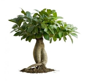 Ginseng Ficus (Ficus microcarpa ginseng) gondozás, szaporítás és az átültetést