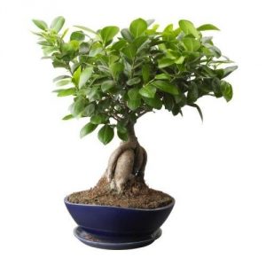 Ginseng Ficus (Ficus microcarpa ginseng) gondozás, szaporítás és az átültetést