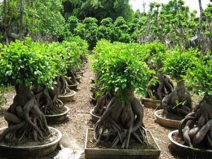 Ficus Ginseng mikrokarpa ápolási otthon, tenyésztés