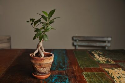 Ficus Ginseng ápolási otthon, fotók
