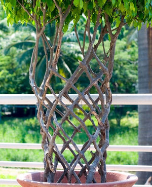 Ficus Elastica hogyan alkotnak a koronát otthon