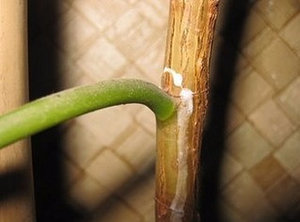 Ficus Elastica hogyan alkotnak a koronát otthon
