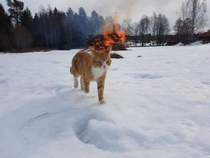 Fényképeket azt mutatja, hogy a macska