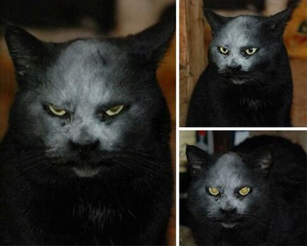 Fényképeket azt mutatja, hogy a macska