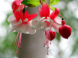 Fuchsia otthoni gondozást