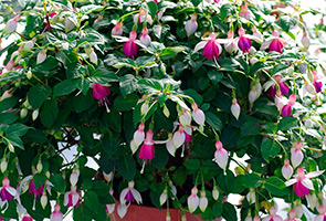 Fuchsia otthoni gondozást