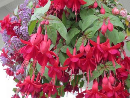 Fuchsia termesztés és ápolási otthon, kiültetés, műtrágyázás