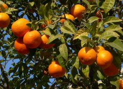 Amennyiben narancsok nőnek