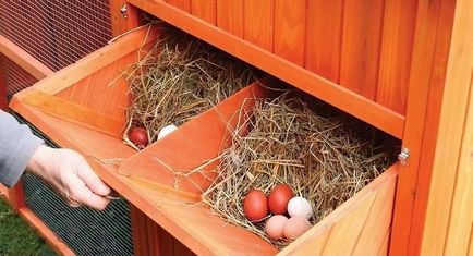 Fészkek tojótyúkok kezüket fotó, méret, hasznos tippeket