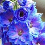 Kék és kék virágok a kertben - fotók, nevek, dátumok a virágzás, a nyári nap rezidens