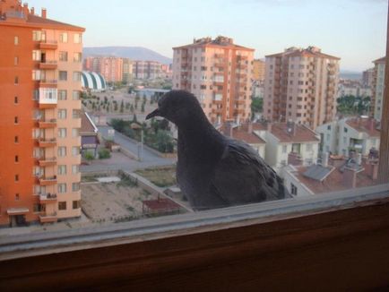 A galamb bekopog az ablakon jel és babonák kapcsolódó ezek a madarak