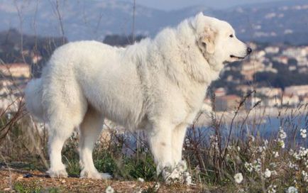 Pireneusi hegyi kutya leírása, jellege, fotó, vélemények