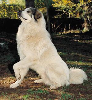 Pireneusi hegyi kutya leírása, jellege, fotó, vélemények