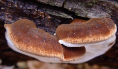 Ganoderma gombák (lat Polyporus)