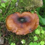 Polypore gomba - fotó és leírás, típusú, előnyei és hátrányai, gyógyászati ​​tulajdonságai