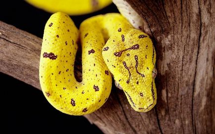 Érdekes pythons