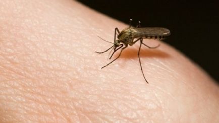 Hogyan lehet gyorsan enyhíti a viszketést származó szúnyogcsípés