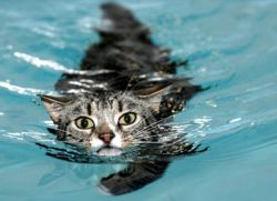 Milyen gyakran lehet fürödni macskák