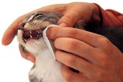 Hogyan tisztítható macska fogait