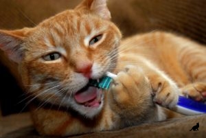 Hogyan tisztítható macska fogai tippek és trükkök