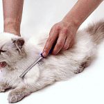 Hogyan tisztítható macska fogait otthon, és a brit, peroxid, szfinx fogpor otthon