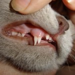 Hogyan tisztítható macska fogait otthon, és a brit, peroxid, szfinx fogpor otthon