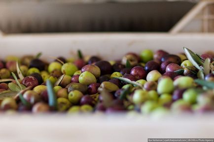 Hogyan készítsünk olívaolaj
