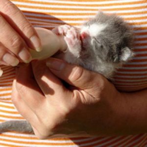 Hogyan és mit kell etetni egy cica 1 éves kor hónap anélkül, hogy egy macska-mama