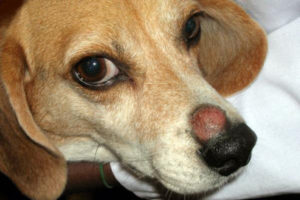 Hogyan és mit kell kezelni staphylococcus kutyák (arany és más típusú fertőzés) gyógyszerek, a tünetek lehetnek