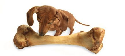 Mi csontok adható a kutyáknak
