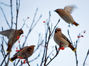 Mik a madarak jönnek hozzánk a tavaszi és az első érkezés sorrendjében