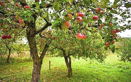 Hogyan és mikor jobb a növény egy almafa tavasszal, nyáron, ősszel videók
